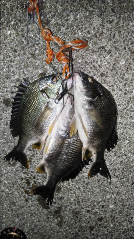 水温高めでキビレか？