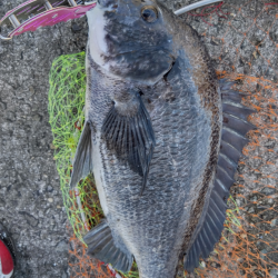 あきらめかけたその時！ドンッ！