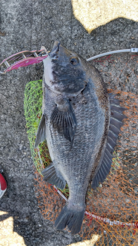 あきらめかけたその時！ドンッ！