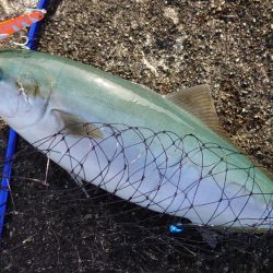青物釣行