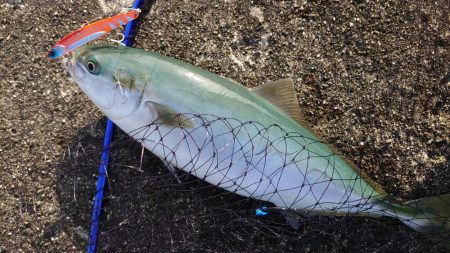 青物釣行
