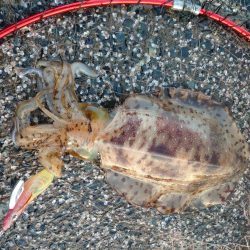 春アオリエギング好調