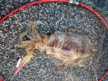 春アオリエギング好調