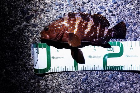 今年初めてのアコウ