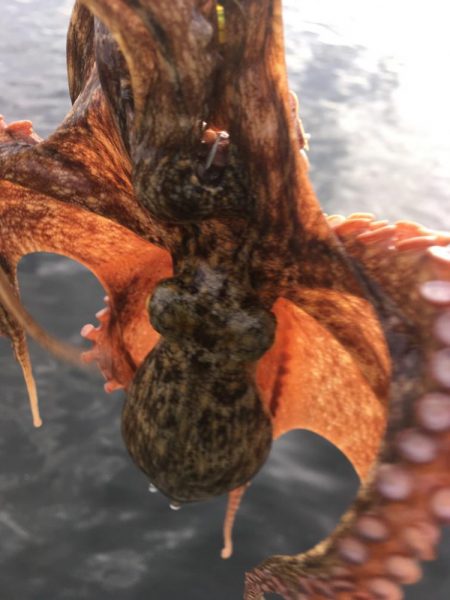 【タコフィネス】で計40杯弱・6kg以上