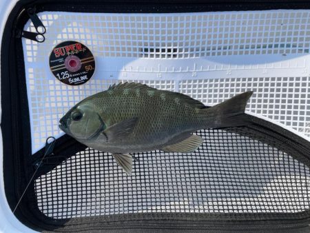 大藻路でクロ釣り❗þ…