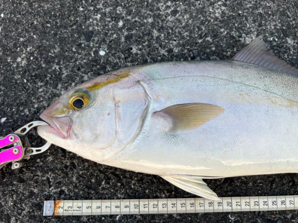 久しぶりに水面の魔術師(笑)