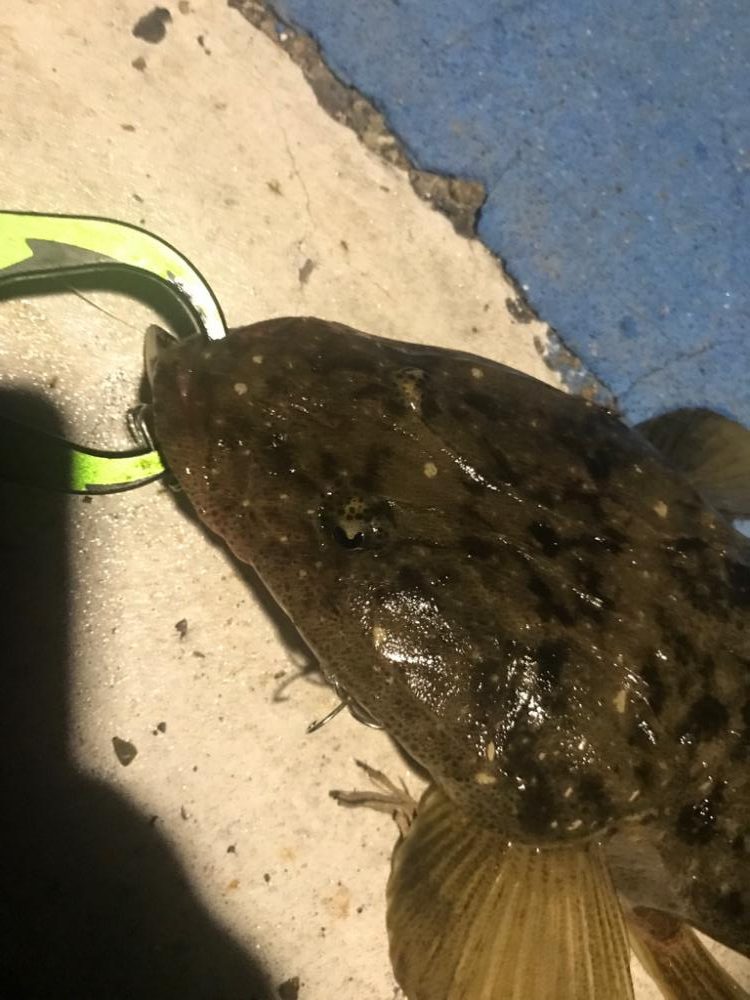 セイゴとマゴチ