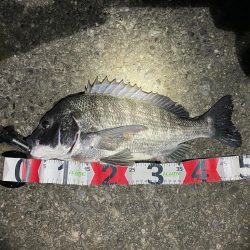 シーバス釣りで安定のチヌ