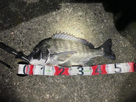 シーバス釣りで安定のチヌ