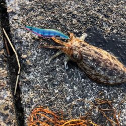 アオリイカは何処へ