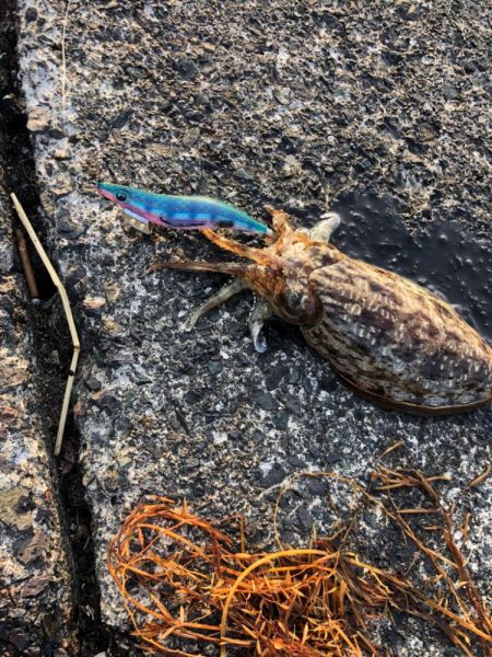 アオリイカは何処へ