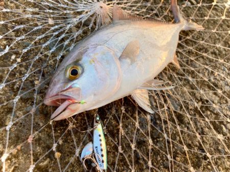 豆マキマキ＋ジグサビキでシオゲットにゃー！…
