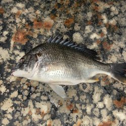 バチパターンも終盤？