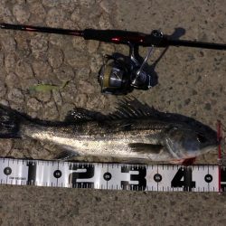 久々のシーバス