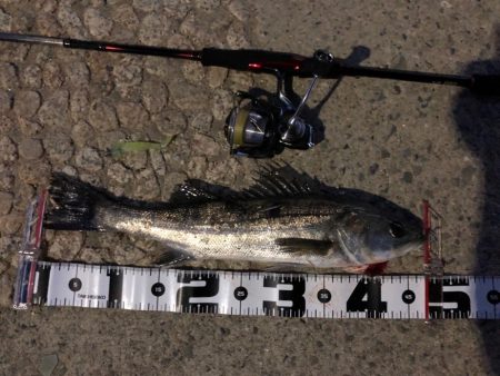 久々のシーバス