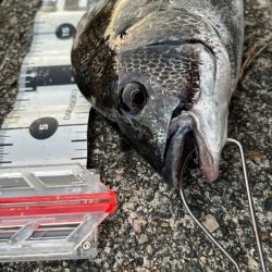 リベンジ成功？