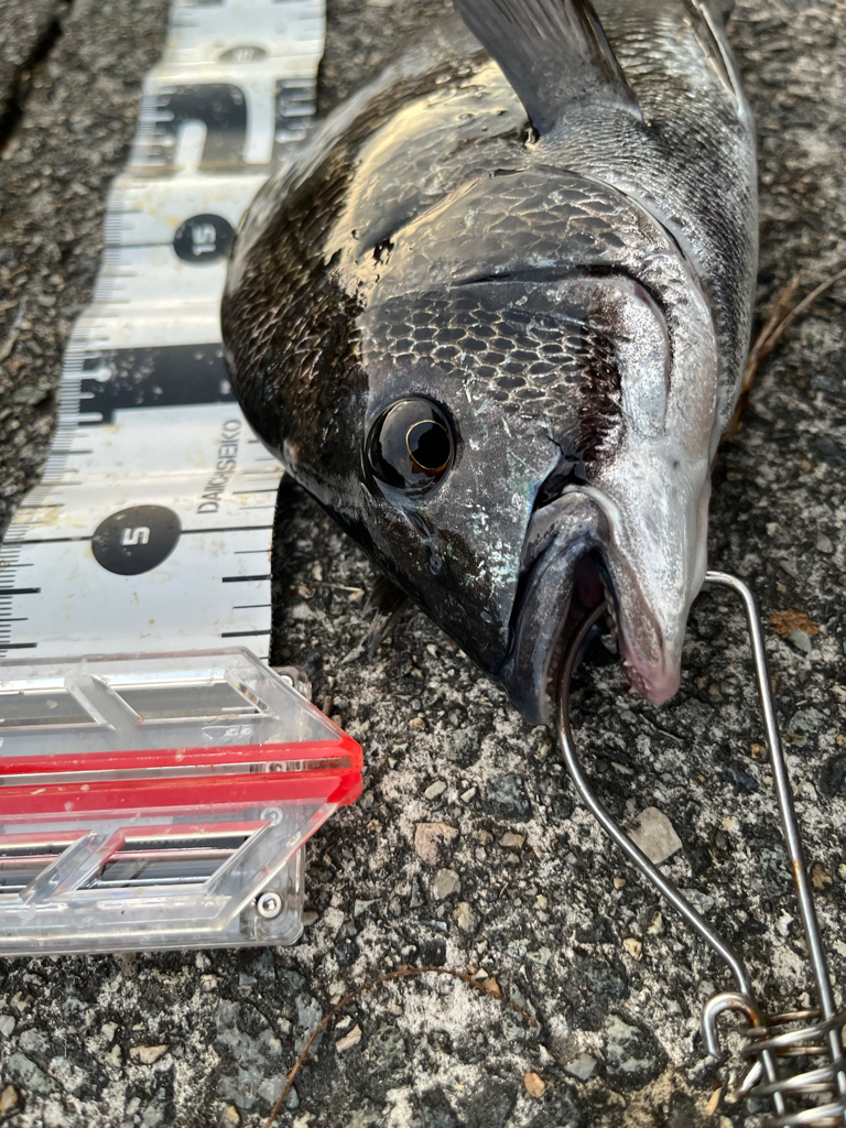 リベンジ成功？