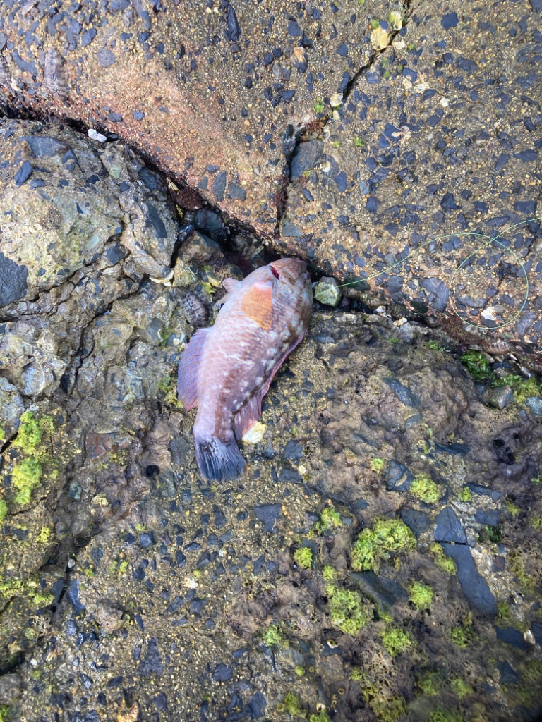 2022釣行37日目/穴釣り14回目