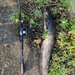 バス釣りでナマズ