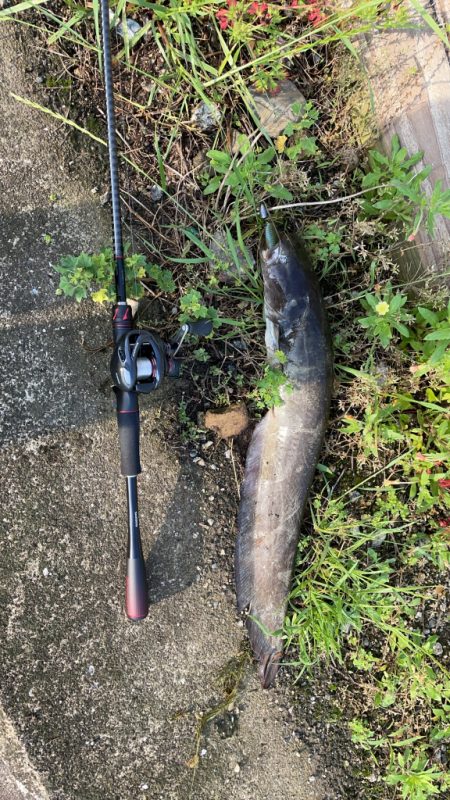 バス釣りでナマズ