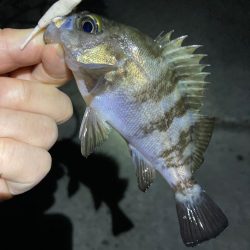 順調20㎝クラス