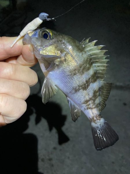 順調20㎝クラス