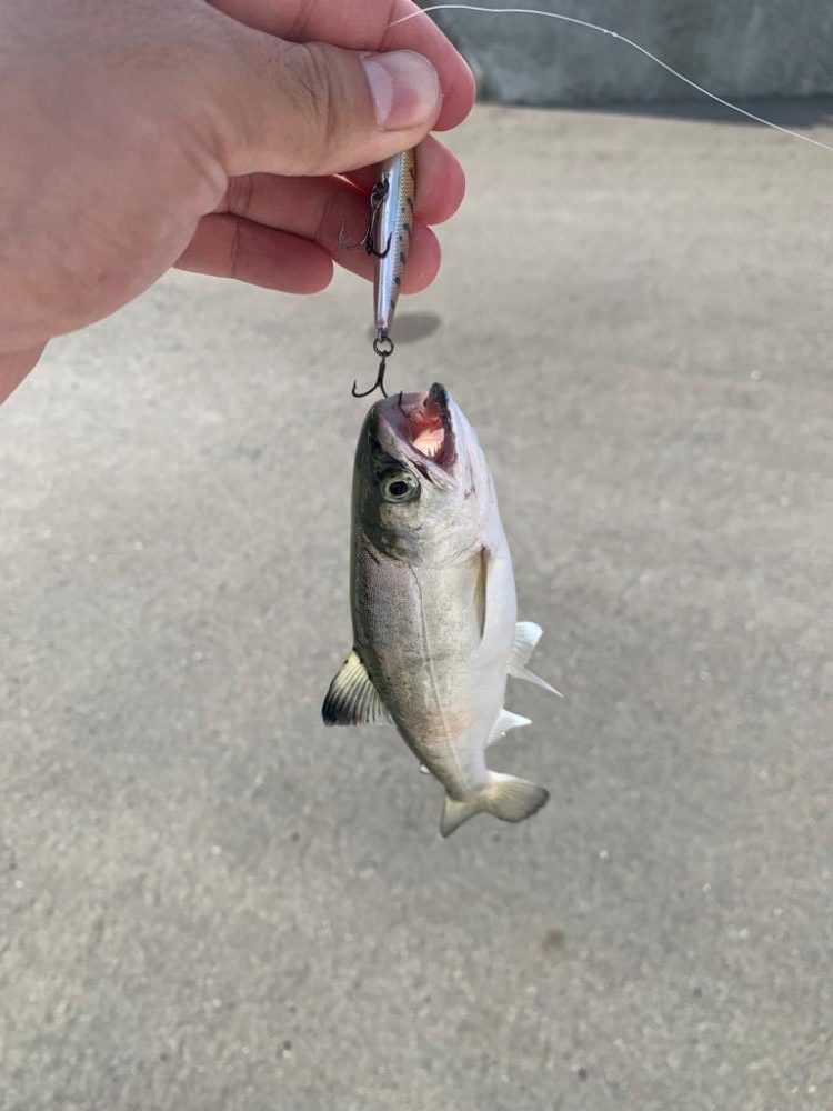 トラウトにはまって通う日々
