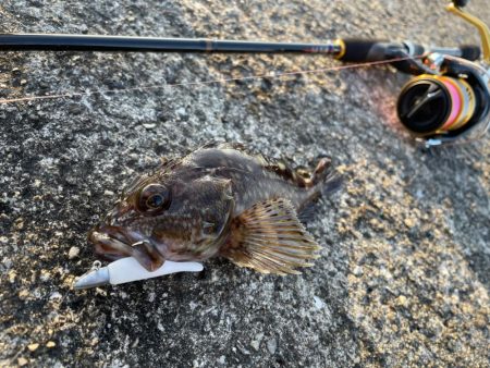 青物撃沈でもライトワインドが熱い！