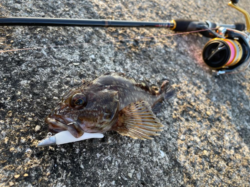 青物撃沈でもライトワインドが熱い！