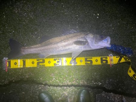 初ウェーディング