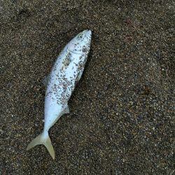 朝マズメジギング