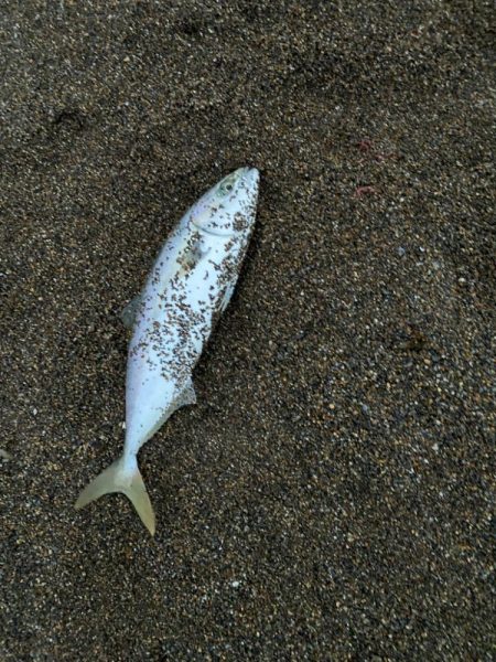 朝マズメジギング