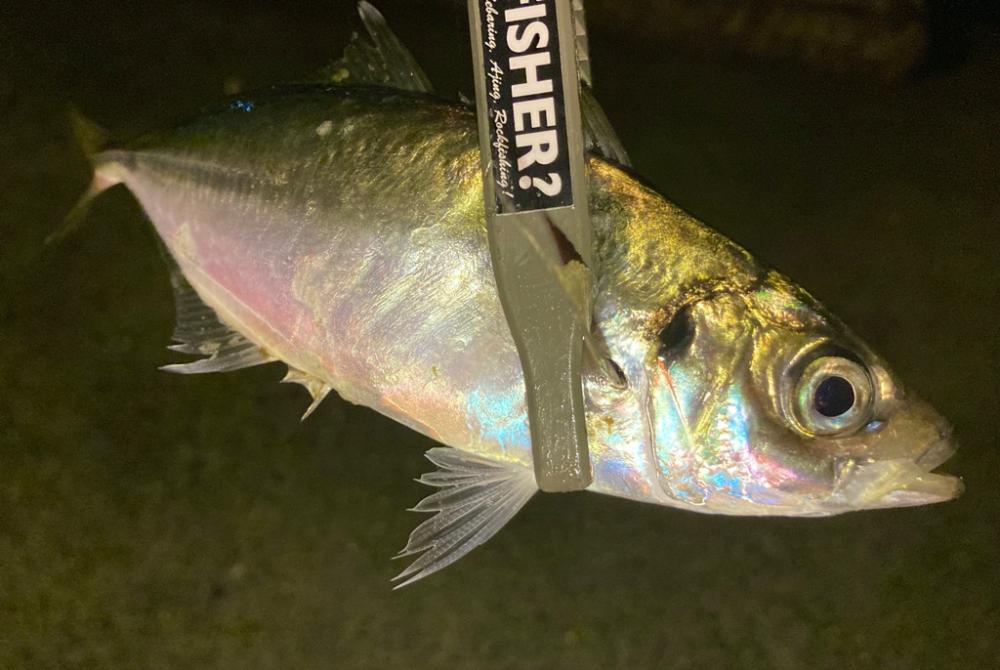 なんとか、ポツポツ釣れた!