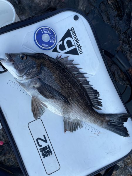 久しぶりの徳山へグレ釣りに❗…