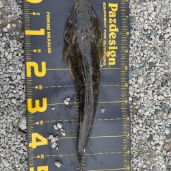 虹ヶ浜でマゴチ