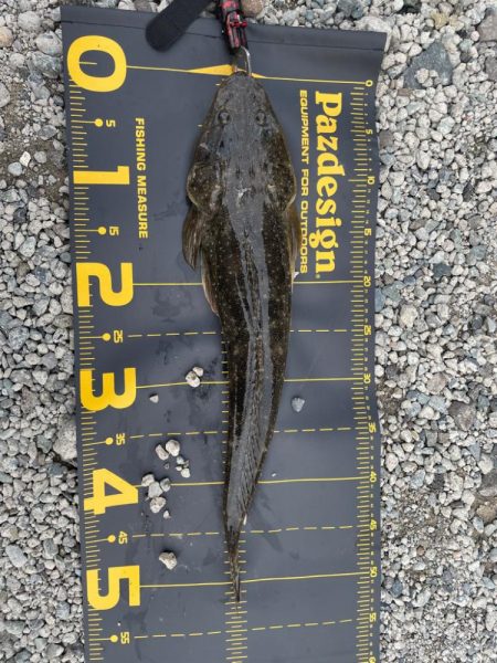 虹ヶ浜でマゴチ