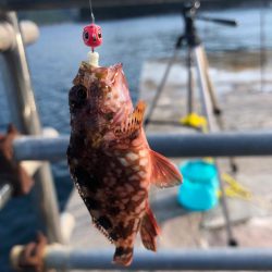 アオリ狙いが・・・