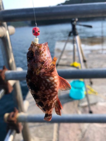 アオリ狙いが・・・