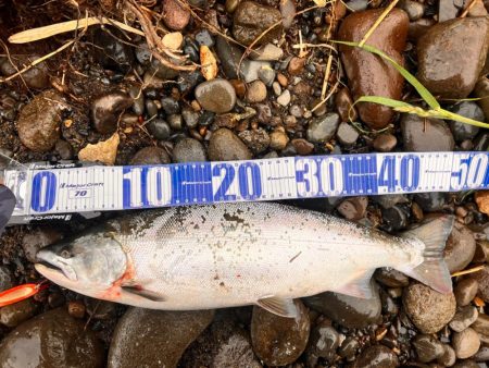 ショア　サクラマス