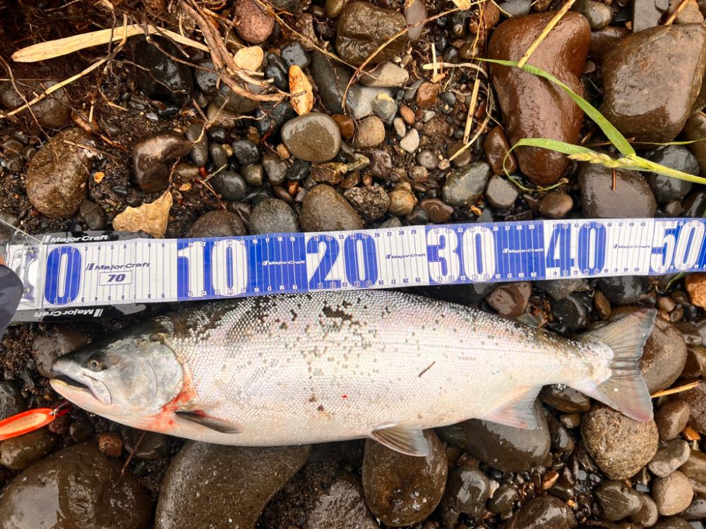 ショア　サクラマス