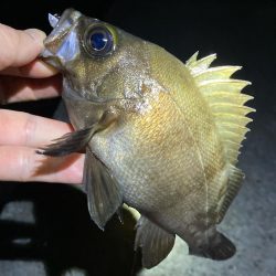 数釣り可能!明石のメバル