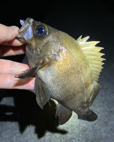 数釣り可能！明石のメバル