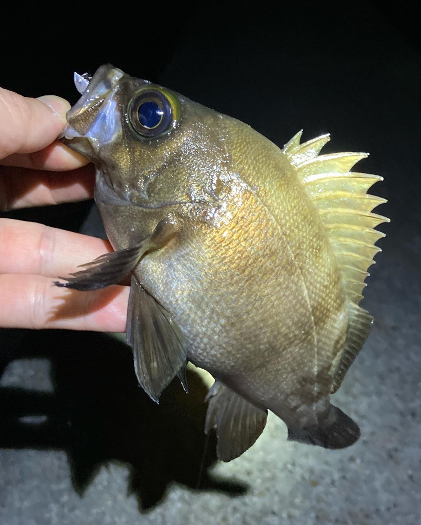 数釣り可能!明石のメバル