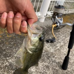 紀の川バス釣り