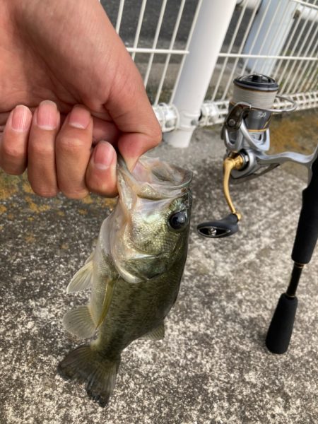 紀の川バス釣り