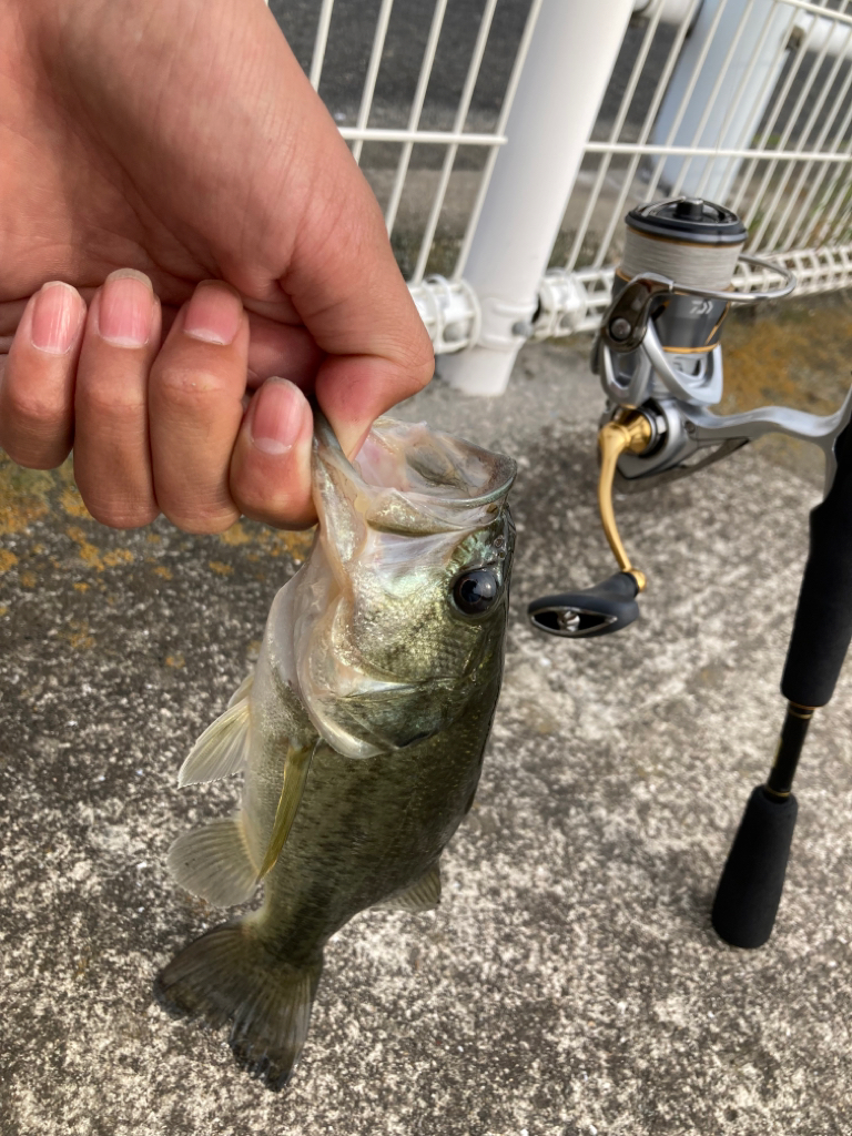 紀の川バス釣り