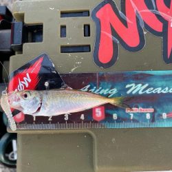 自己最小サイズ