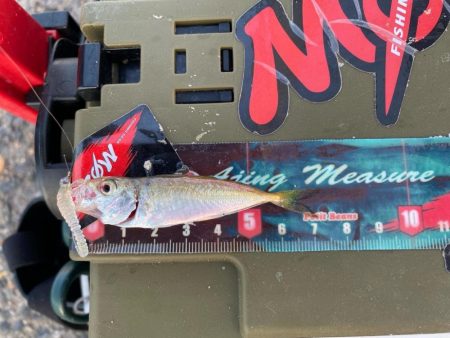 自己最小サイズ