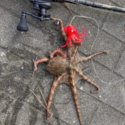 湾奥蛸散歩。5杯。。